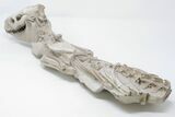 Articulated, Fossil Oreodont (Miniochoerus) Skeleton - Wyoming #197374-2